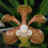 VANDA BRUNNEA