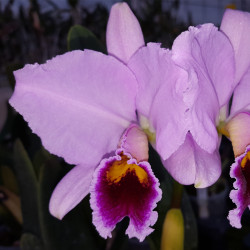 CATTLEYA PERCIVALLIANA