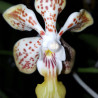 VANDA MARIANNE