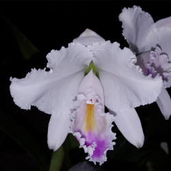 CATTLEYA QUADRICOLOR SEMIALBA