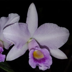 CATTLEYA SCHROEDERAE X ALAORII