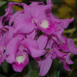 CATTLEYA SKINNERI