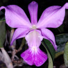 CATTLEYA WALKERIANA