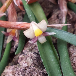 CERATOSTYLIS HIMALAICA