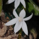 AERANGIS CALANTHA