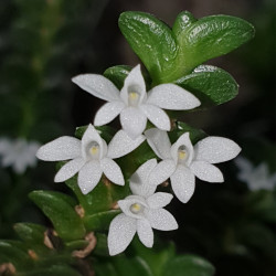 ANGRAECUM DISTICHUM