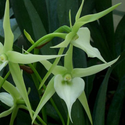 ANGRAECUM VEITCHII