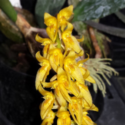 BULBOPHYLLUM CUPREUM
