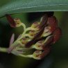 BULBOPHYLLUM SPATHULATHUM