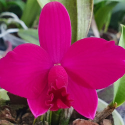 CATTLEYA SHENG YI CRANBERRY