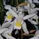 COELOGYNE UNCHAINED MELODY