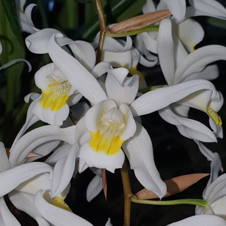 COELOGYNE UNCHAINED MELODY