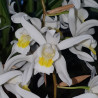 COELOGYNE UNCHAINED MELODY