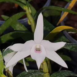 DENDROBIUM CASSIOPE X MONILIFORME ALBA