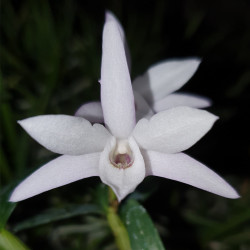 DENDROBIUM MONILIFORME ALBA