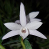 DENDROBIUM MONILIFORME ALBA