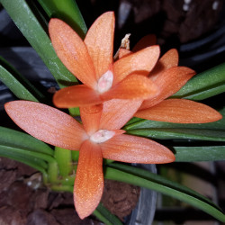 CERATOSTYLIS RUBRA