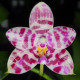 PHALAENOPSIS K S SUPER ZEBRA