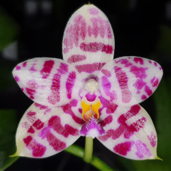 PHALAENOPSIS K S SUPER ZEBRA