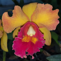 RHYNCHOLAELIOCATTLEYA NAKORNCHAISRL DELIGHT