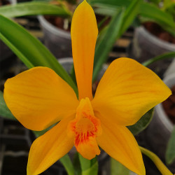 SOPHROLAELIOCATTLEYA JILLICOC X L CINNABARINA