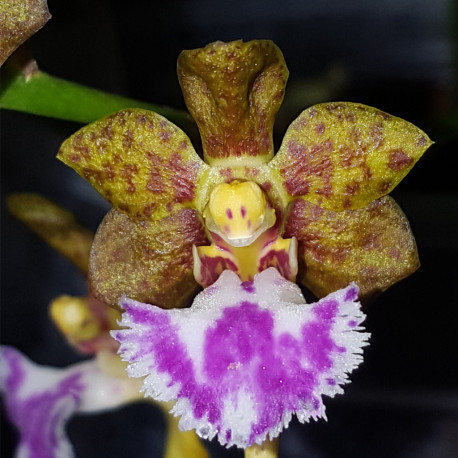 VANDA FLABELLATA
