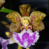 VANDA FLABELLATA