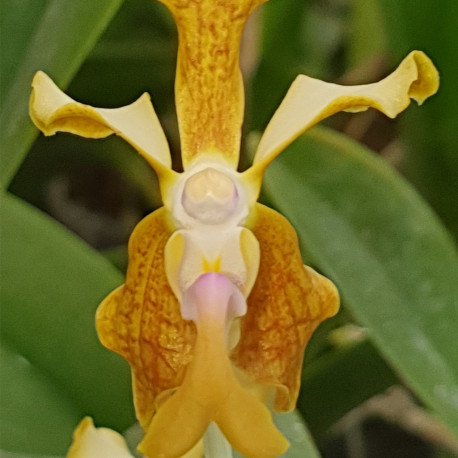 VANDA LIOUVILLEI