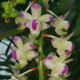 AERIDES QUINQUEVULNERA VAR FARMERII