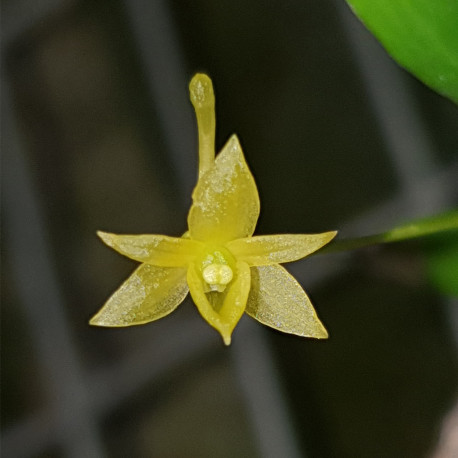 ANGRAECUM OCHRACEUM X PUNGENS