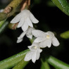 ANGRAECUM SUBULATUM