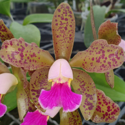 BRASSOLAELIOCATTLEYA DURIGAN X GRANULOSA X LEOPOLDII ESCURO NEGRO PINTADA