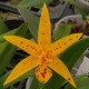 BRASSOLAELIOCATTLEYA SUN MEI GOLD SUN SPOT