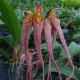 BULBOPHYLLUM LONGIFOLIUM