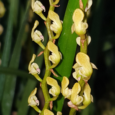 BULBOPHYLLUM OREONASTES