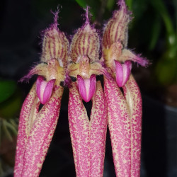 BULBOPHYLLUM SANTA CLAUS (ELISABETH ANN X FASCINATOR)