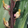 BULBOPHYLLUM SP. AFRICA