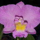 CATTLEYA DORIS AND BRYAN XMAS ROSE