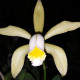 CATTLEYA FORBESII