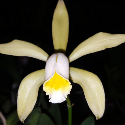 CATTLEYA FORBESII