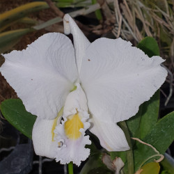 CATTLEYA TRIANAE COERULEA