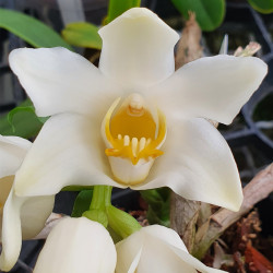 CHYSIS BRACTESCENS