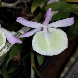 DENDROBIUM PRIMULINUM LAOS