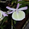 DENDROBIUM PRIMULINUM LAOS