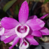 DENDROBIUM PARISHII