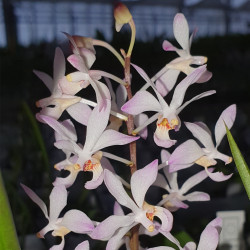 HOLCOGLOSSUM SUBULIFOLIUM X ASCOCENTRUM CHRISTENSIONIANUM