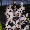 HOLCOGLOSSUM SUBULIFOLIUM X ASCOCENTRUM CHRISTENSIONIANUM