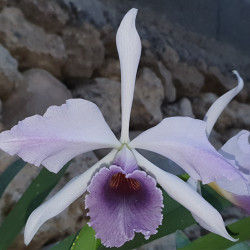 LAELIOCATTLEYA C G ROEBLING
