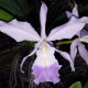 LAELIOCATTLEYA CANHAMIANA COERULEA X CATTLEYA WALKERIANA COERULEA (LAELIOCATTLEYA EGERIA)