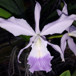 LAELIOCATTLEYA CANHAMIANA COERULEA X CATTLEYA WALKERIANA COERULEA (LAELIOCATTLEYA EGERIA)